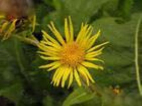 Inula Helinum L. Extract